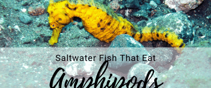 D. Scott Carruthers Discusses Saltwater Fish That Eat Amphipods